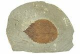 Fossil Leaf (Browniea) - Montana #270960-1
